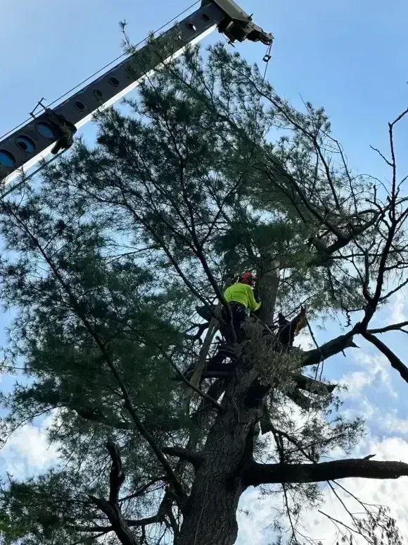 Arborist ascending a tall pine to trim limbs on a Mellen WI Penokee-country property.