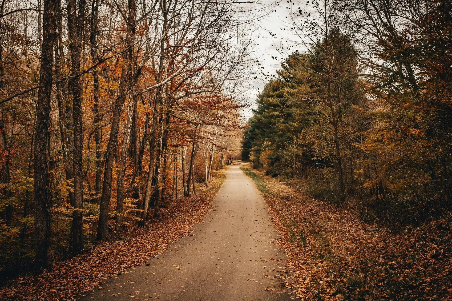 Autumn path through trees, with fallen leaves covering the ground. Brown and green foliage.