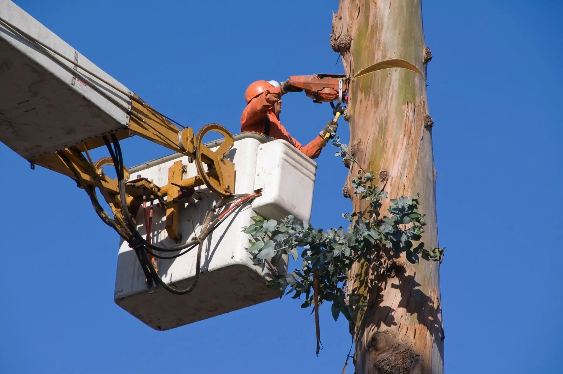 Arborist in a bucket truck trimming a tall tree trunk.
