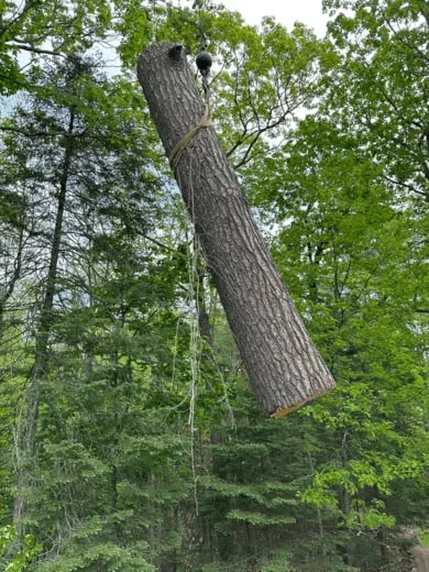 Large tree trunk section rigged with ropes and lowered through the forest canopy