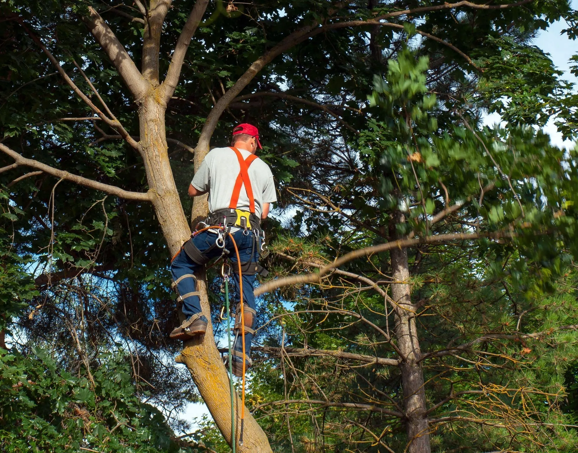 Professional tree trimming crew working in northern Wisconsin.