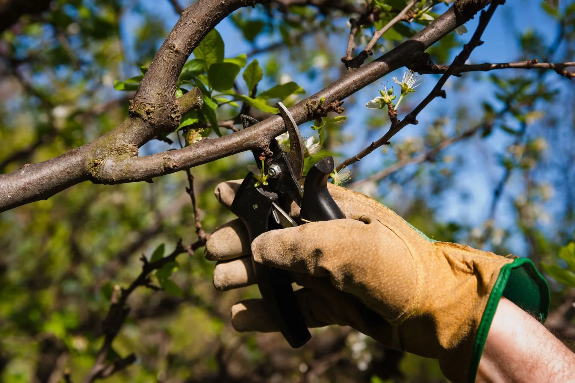 Gloved hand pruning tree branches with garden shears in a sunny orchard