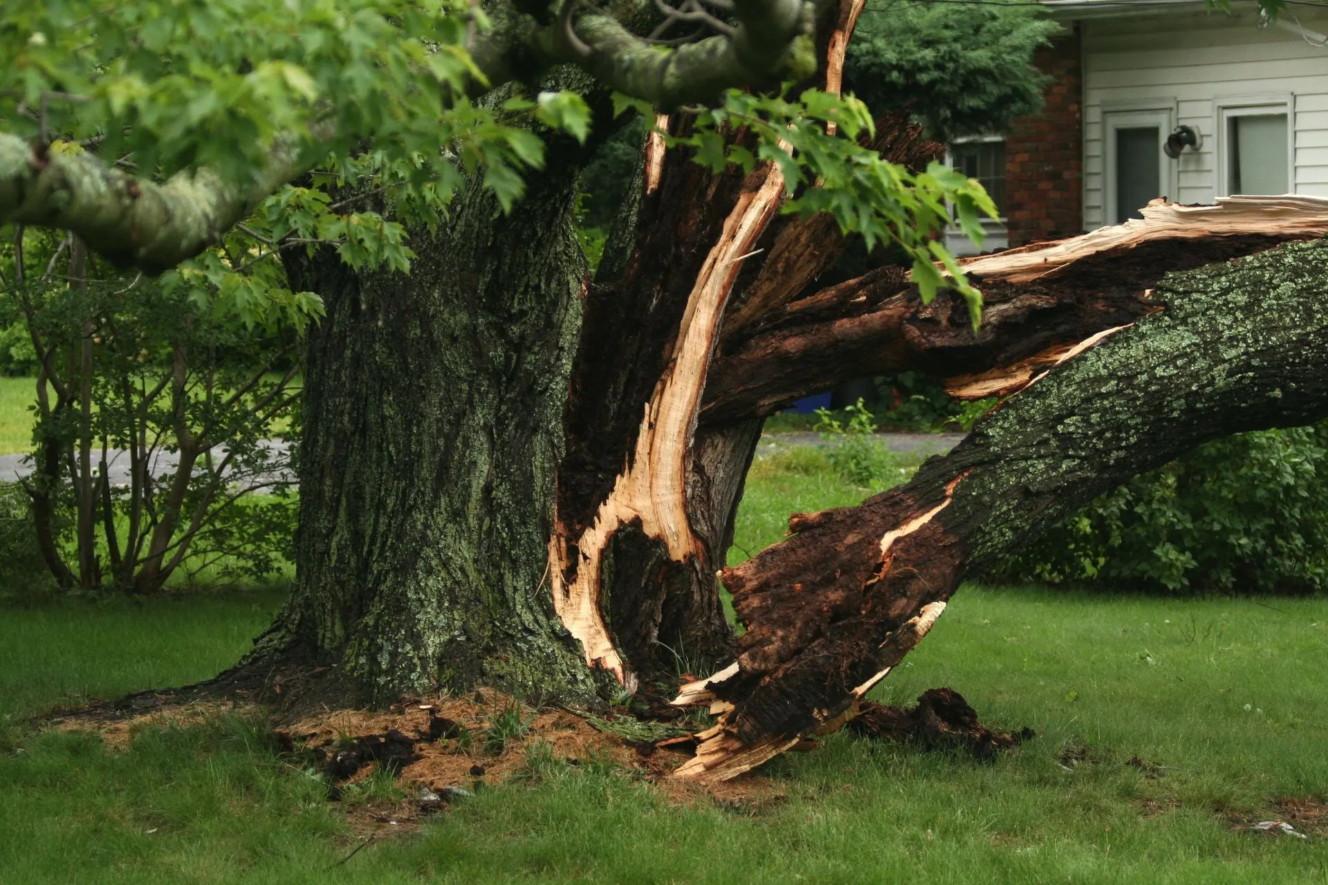 Storm-split tree trunk beside a house after high winds.