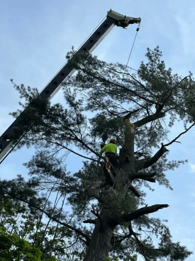 Climber in a safety vest working high in a pine beside an extended crane boom